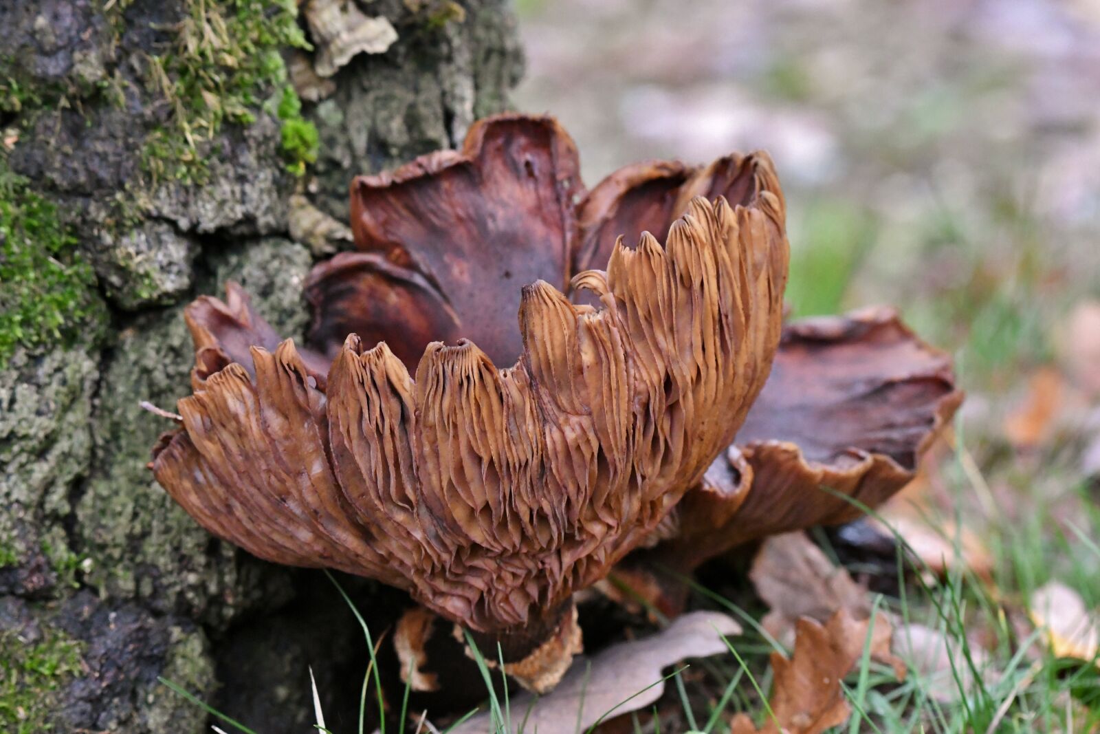 Nikon D500 sample photo. Mushroom, tracks, autumn photography