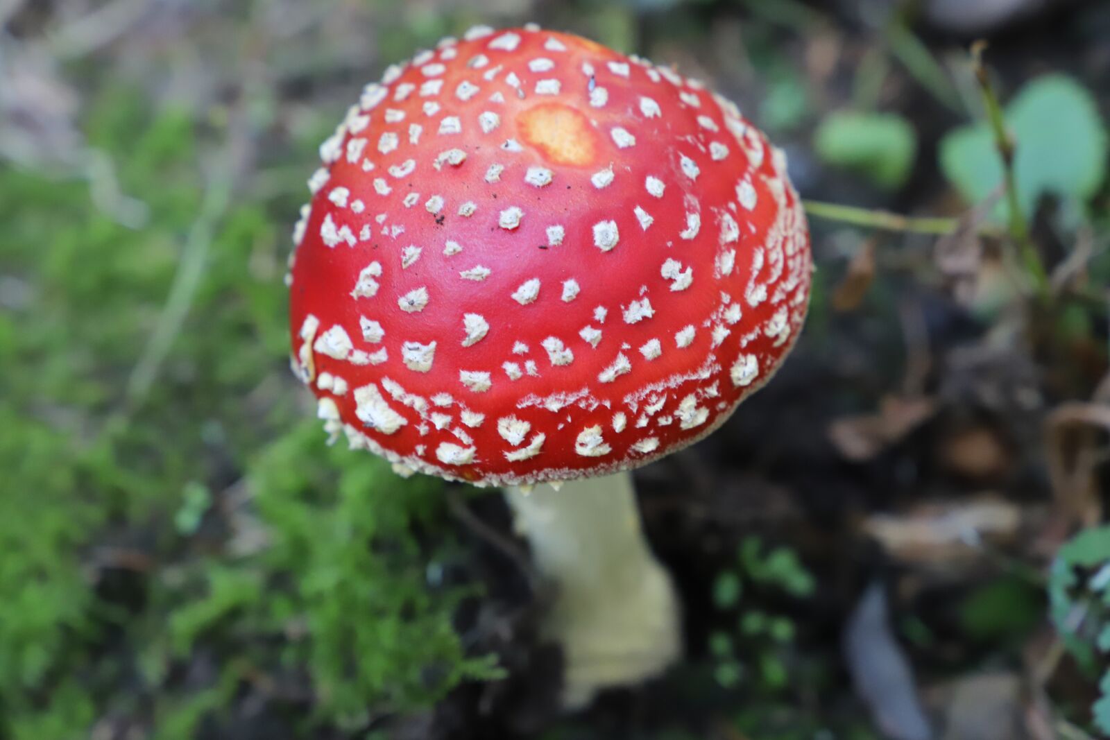 Canon EOS 6D Mark II sample photo. Mushroom, fly agaric, red photography