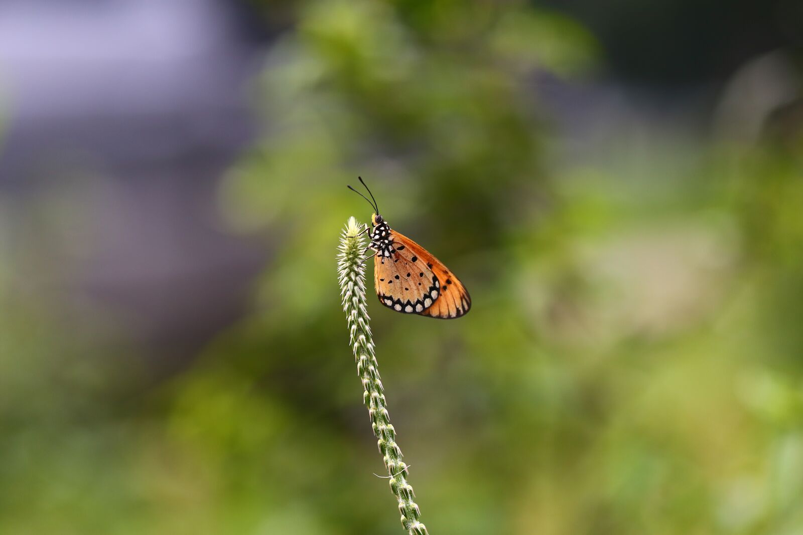 Canon EF 100mm F2.8L Macro IS USM sample photo. Nature, insect, outdoors photography