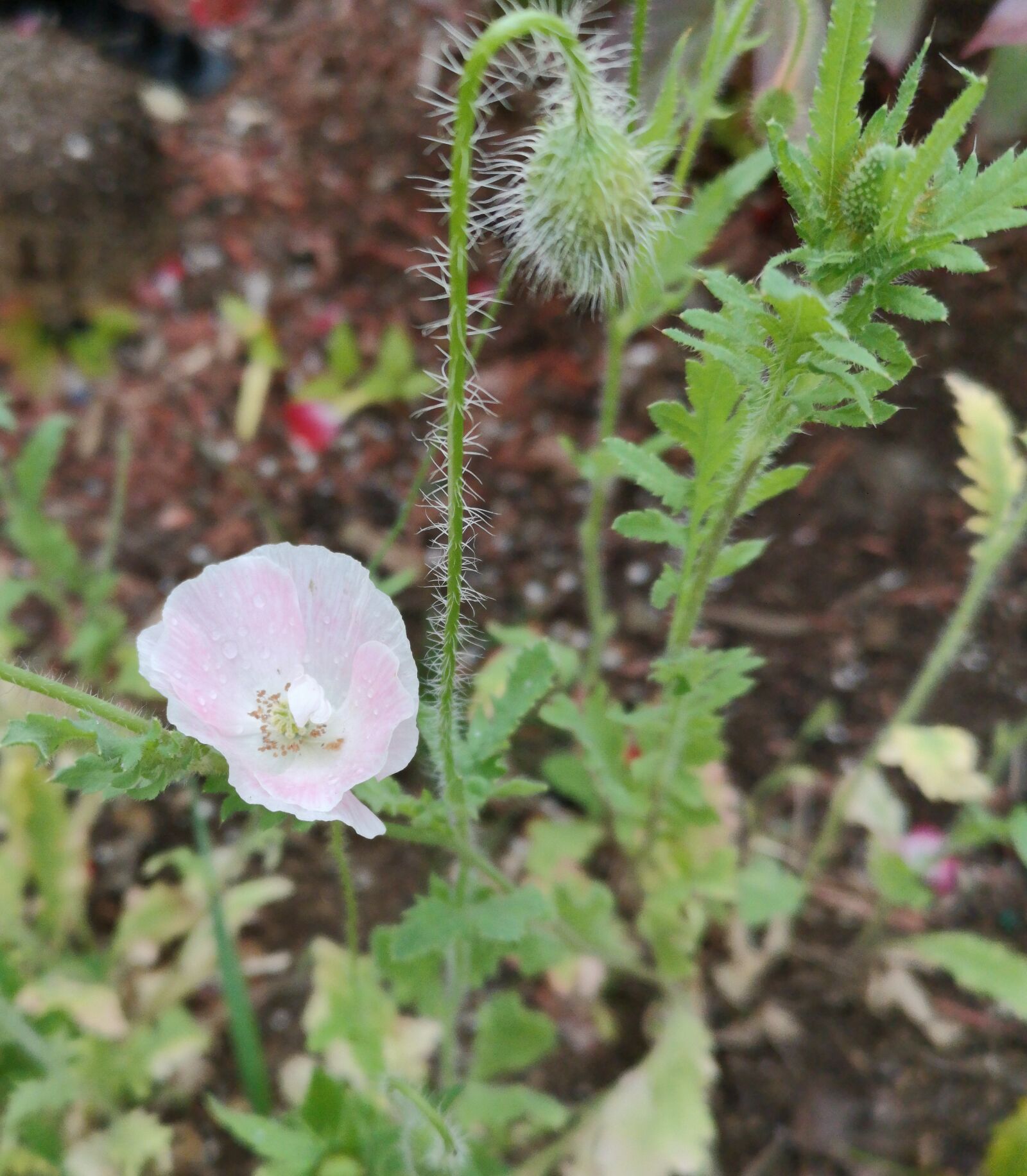 HUAWEI P20 Pro sample photo. Light pink, poppy, flowers photography