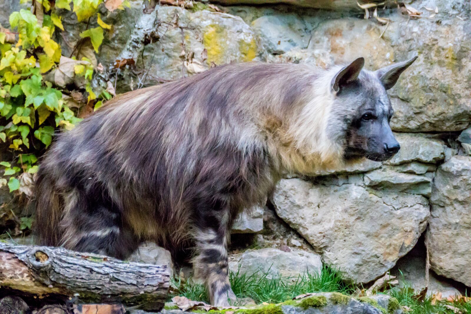 Panasonic Lumix DMC-FZ1000 sample photo. Hyena, brown hyena, africa photography