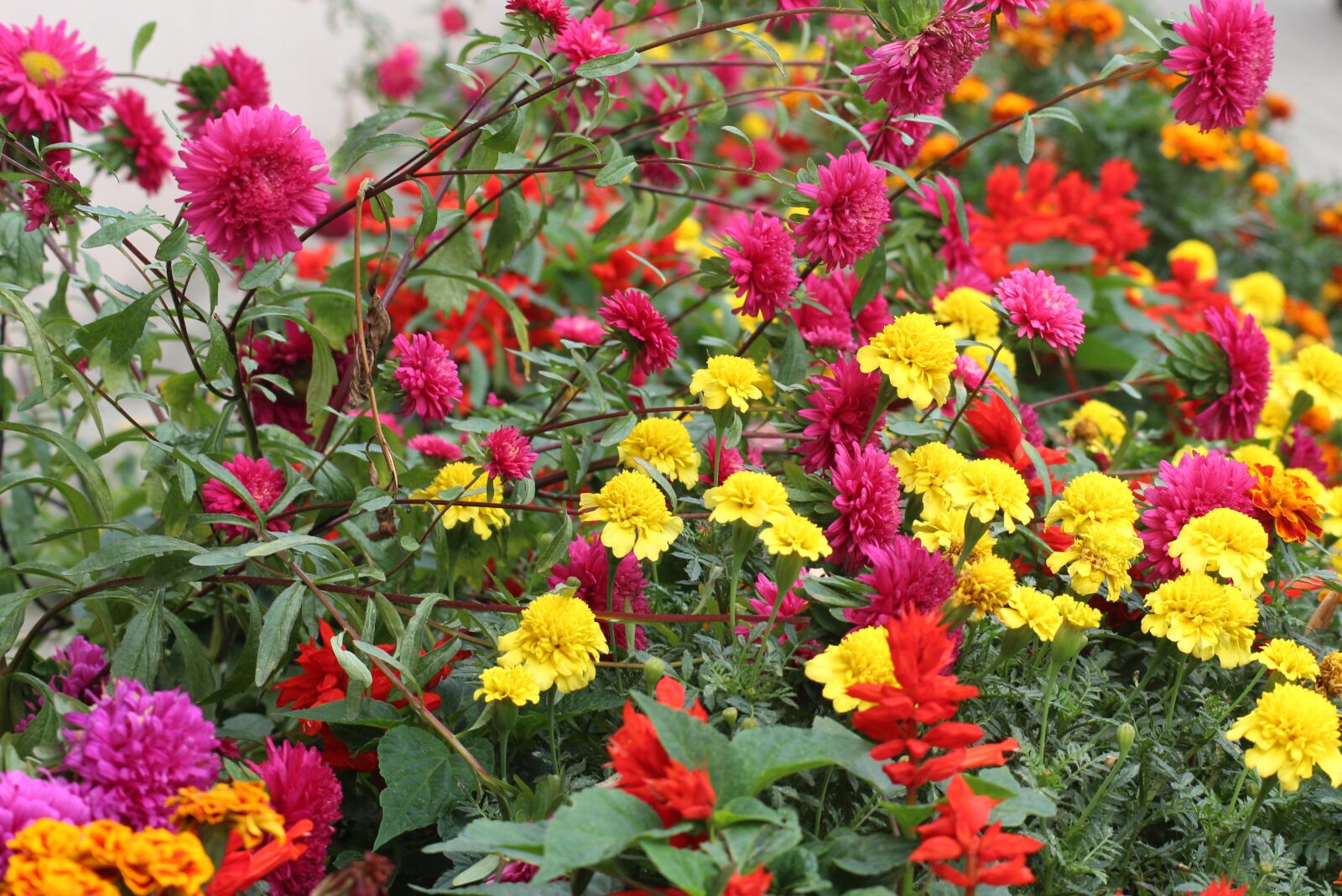 Canon EOS 1200D (EOS Rebel T5 / EOS Kiss X70 / EOS Hi) sample photo. Flowers, autumn flowers, astra photography