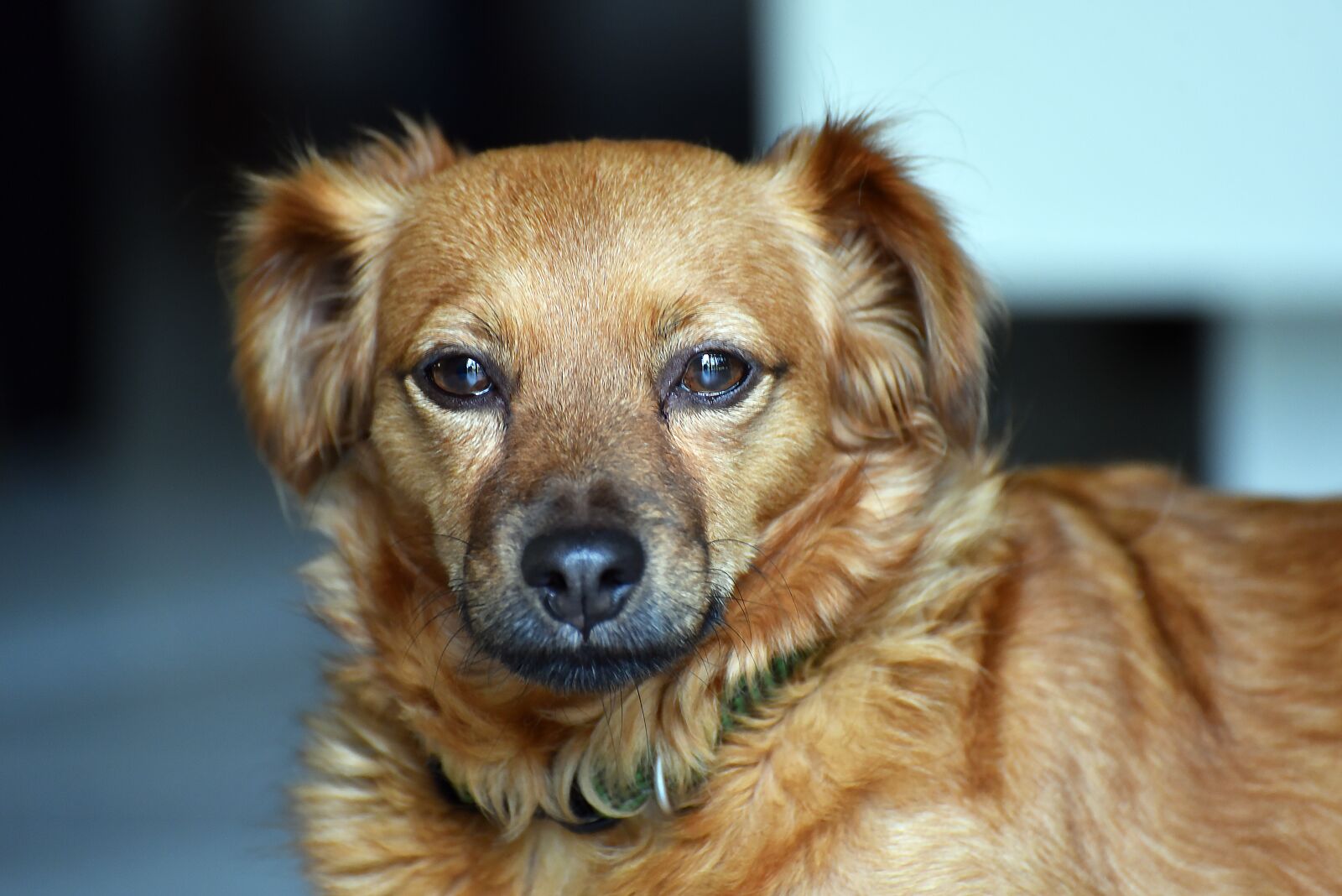 Nikon D750 sample photo. Dog, cute, animal photography
