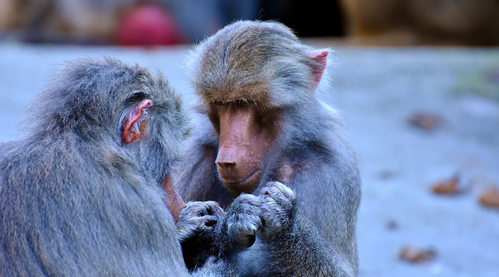 Nikon D7200 sample photo. Baboons, ape, nature photography