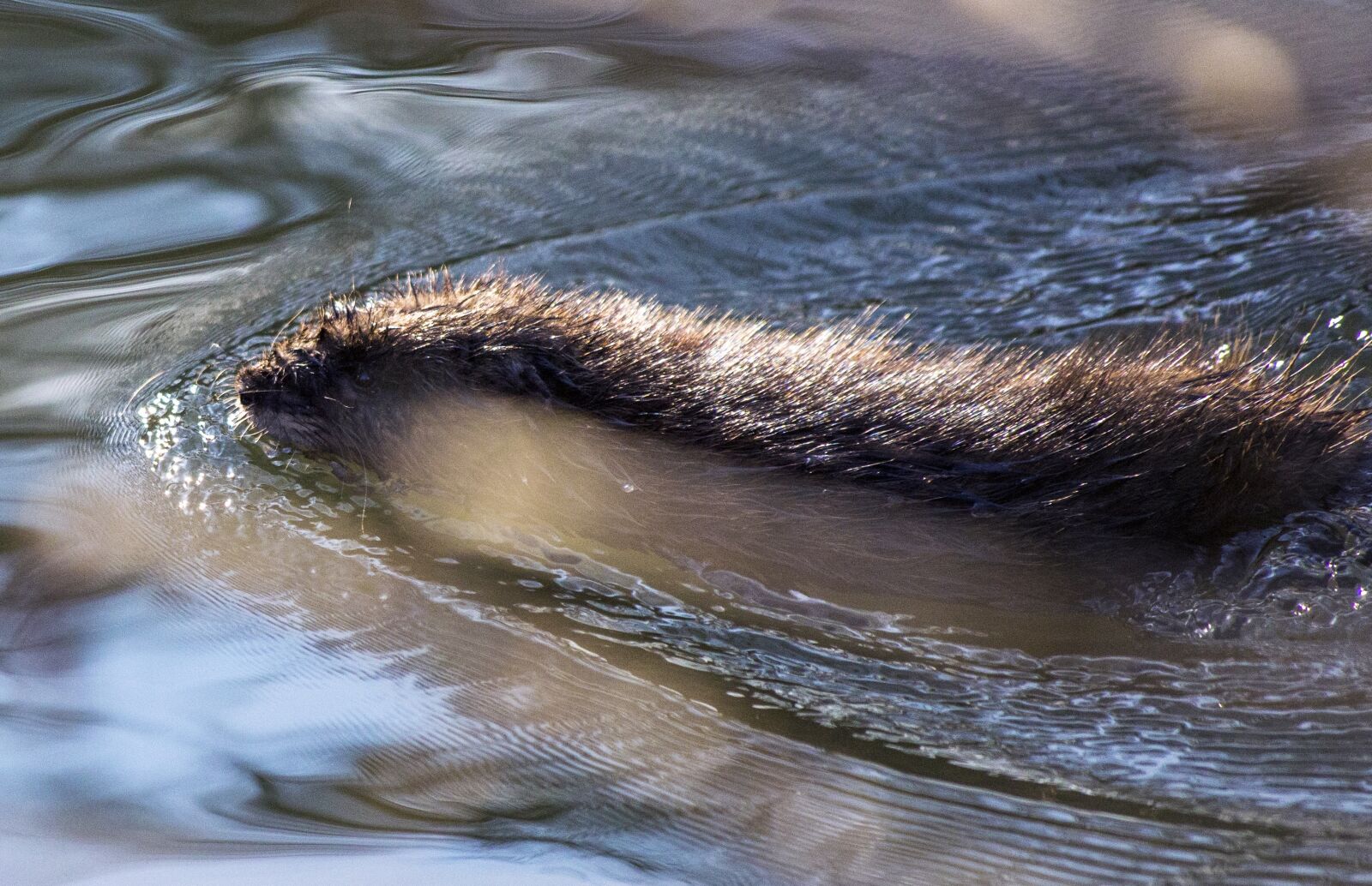 Canon EF 70-300mm F4-5.6 IS USM sample photo. Animal, beaver, nature photography