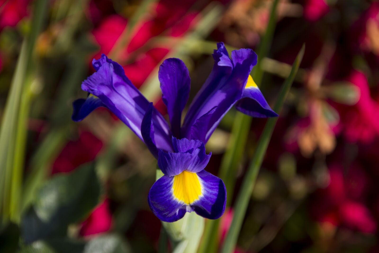 Canon EOS 60D sample photo. Lily flower, nature, plant photography