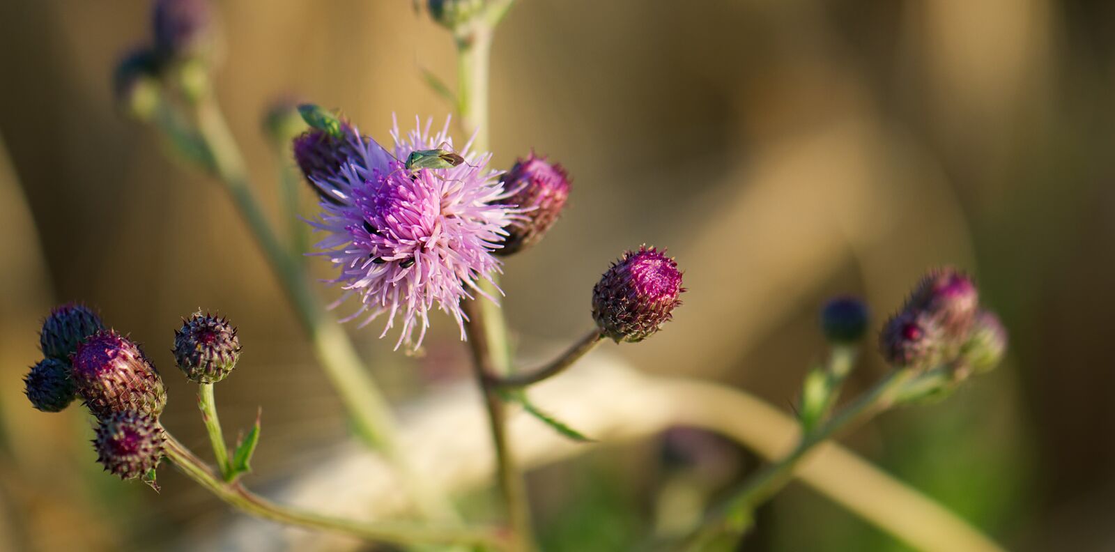 Nikon D3100 sample photo. Thistle, violet, purple photography