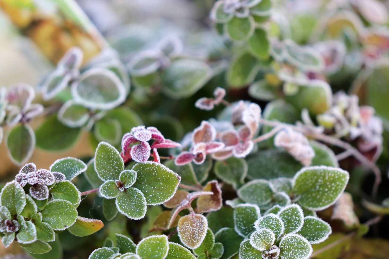 Canon EOS 200D (EOS Rebel SL2 / EOS Kiss X9) sample photo. Oregano, herbs, frozen photography