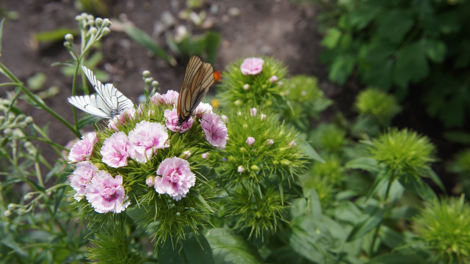 Sony SLT-A55 (SLT-A55V) sample photo. Dianthus, butterfly, aporia crataegi photography