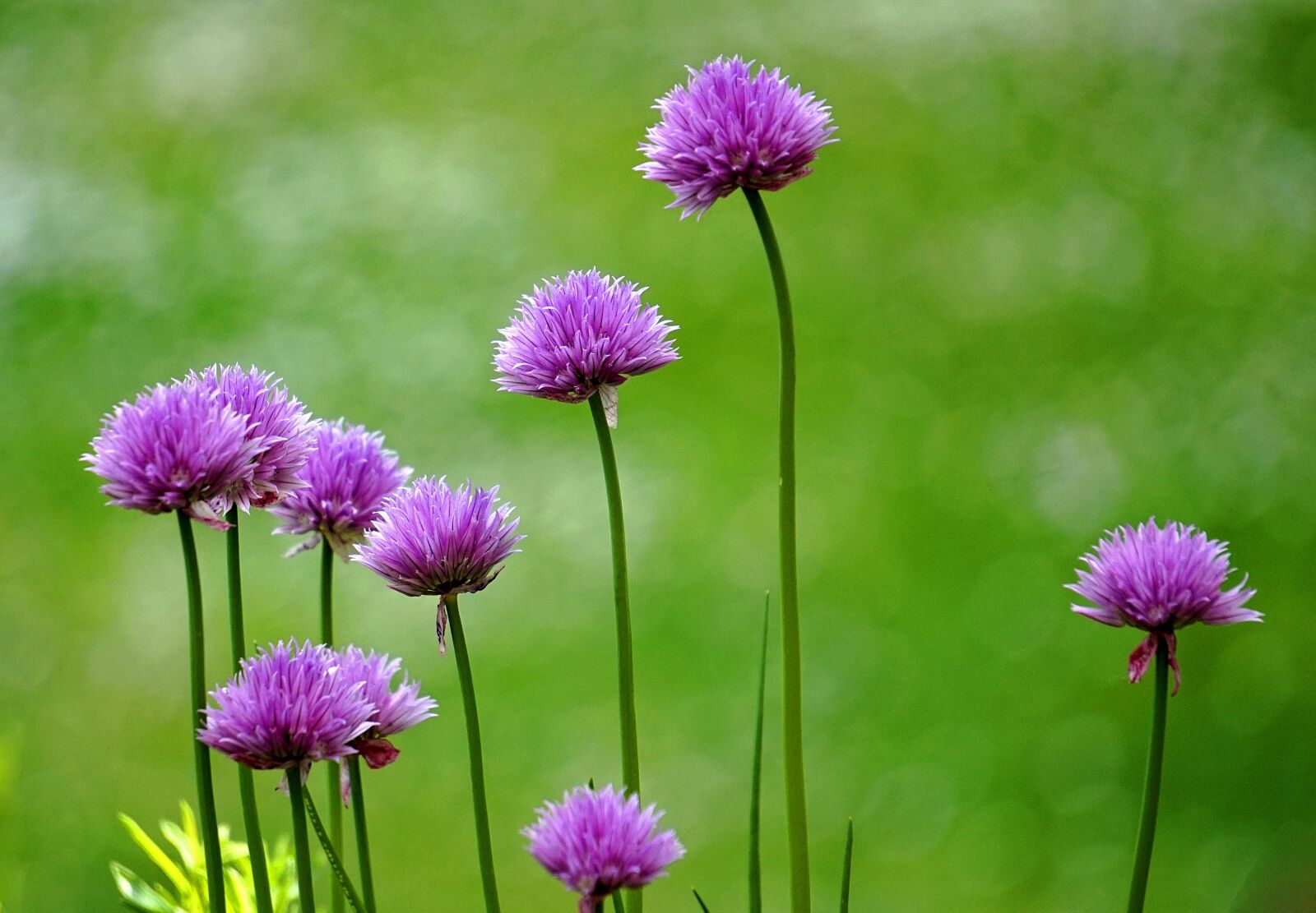 Sony Alpha a5000 (ILCE 5000) + Sony E 55-210mm F4.5-6.3 OSS sample photo. Leek, blossom, bloom photography