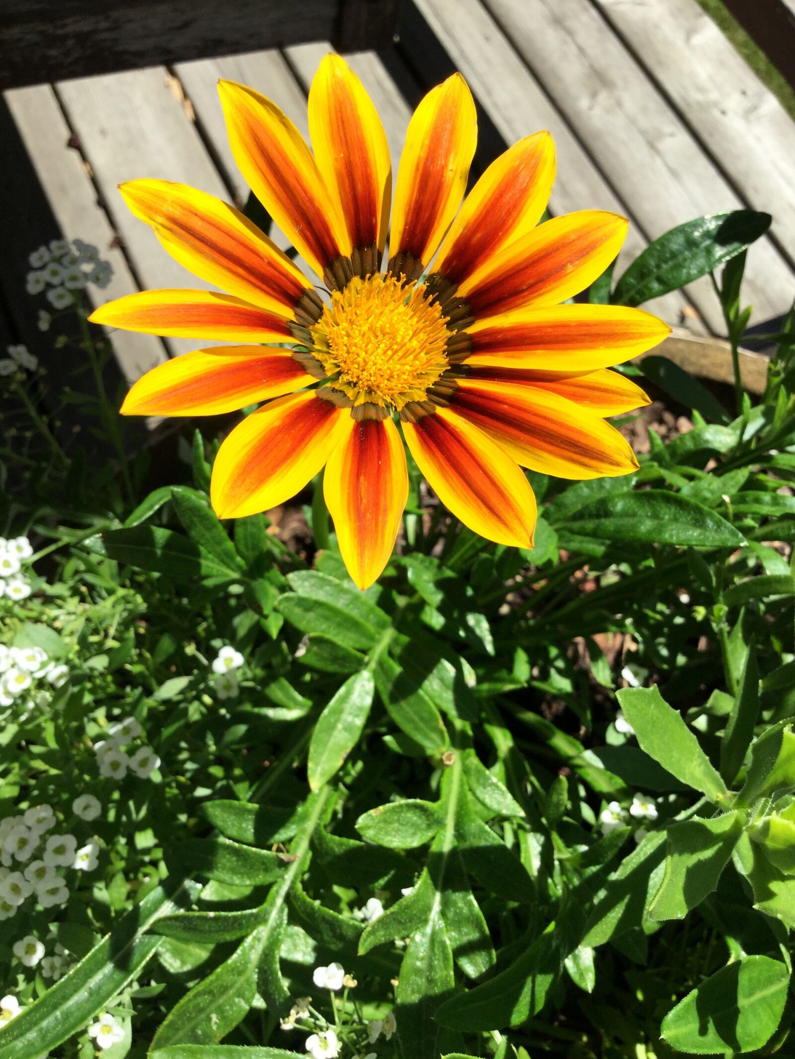 Apple iPad Air 2 sample photo. Flower, yellow, orange photography