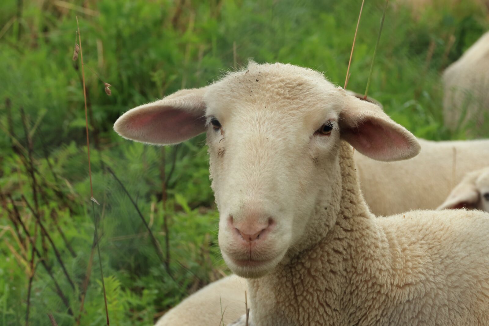 Canon EOS 700D (EOS Rebel T5i / EOS Kiss X7i) sample photo. Sheep, lamb, meadow photography