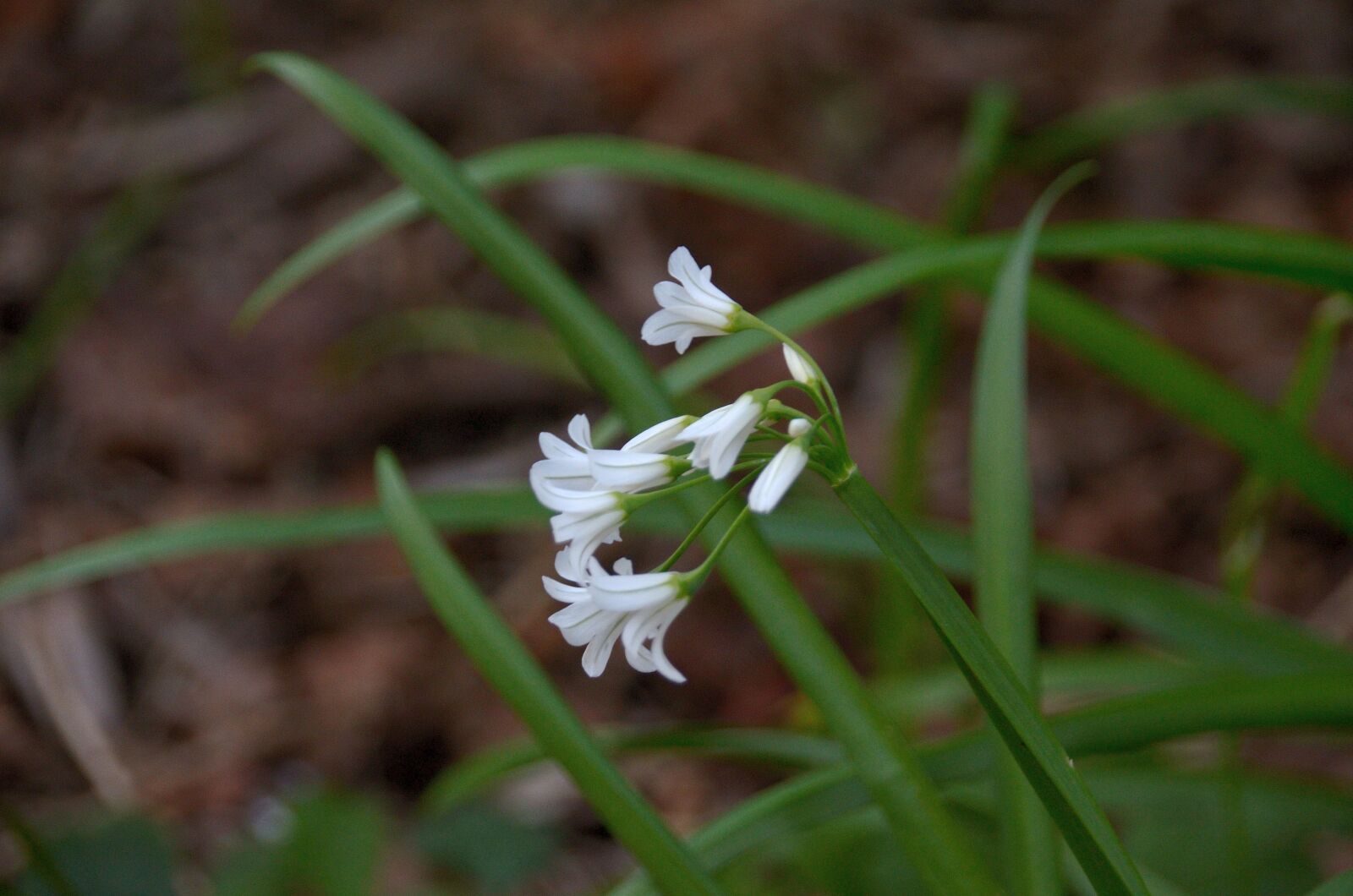 Nikon D5100 sample photo. Flower, perce-neige, spring photography
