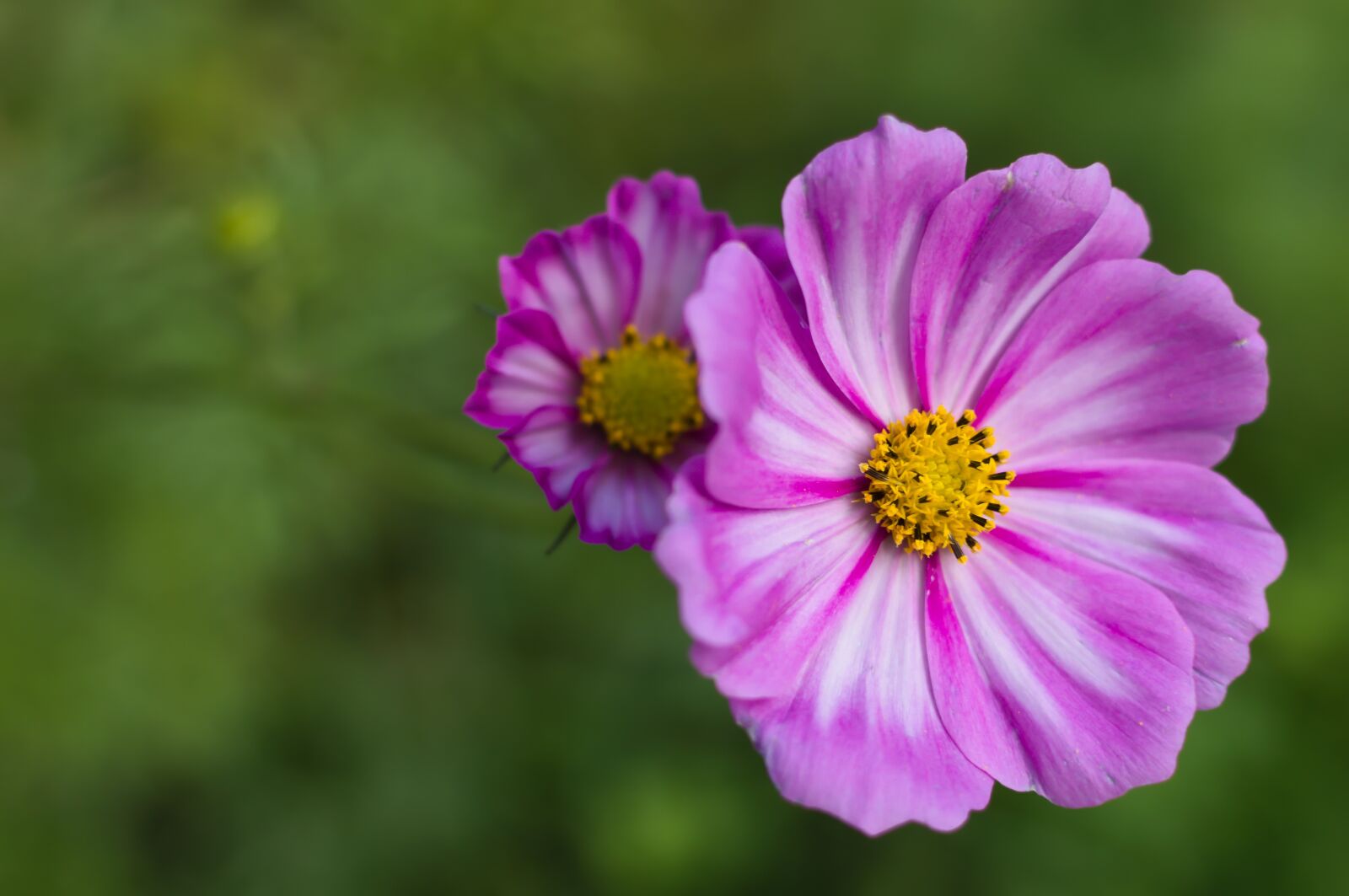 Nikon D3200 sample photo. Cosmos, flower, plant photography