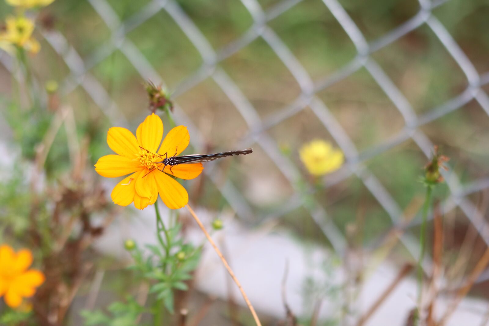 Canon EOS M50 (EOS Kiss M) + Canon EF 50mm F1.8 STM sample photo. Butterfly, flower, grid iron photography
