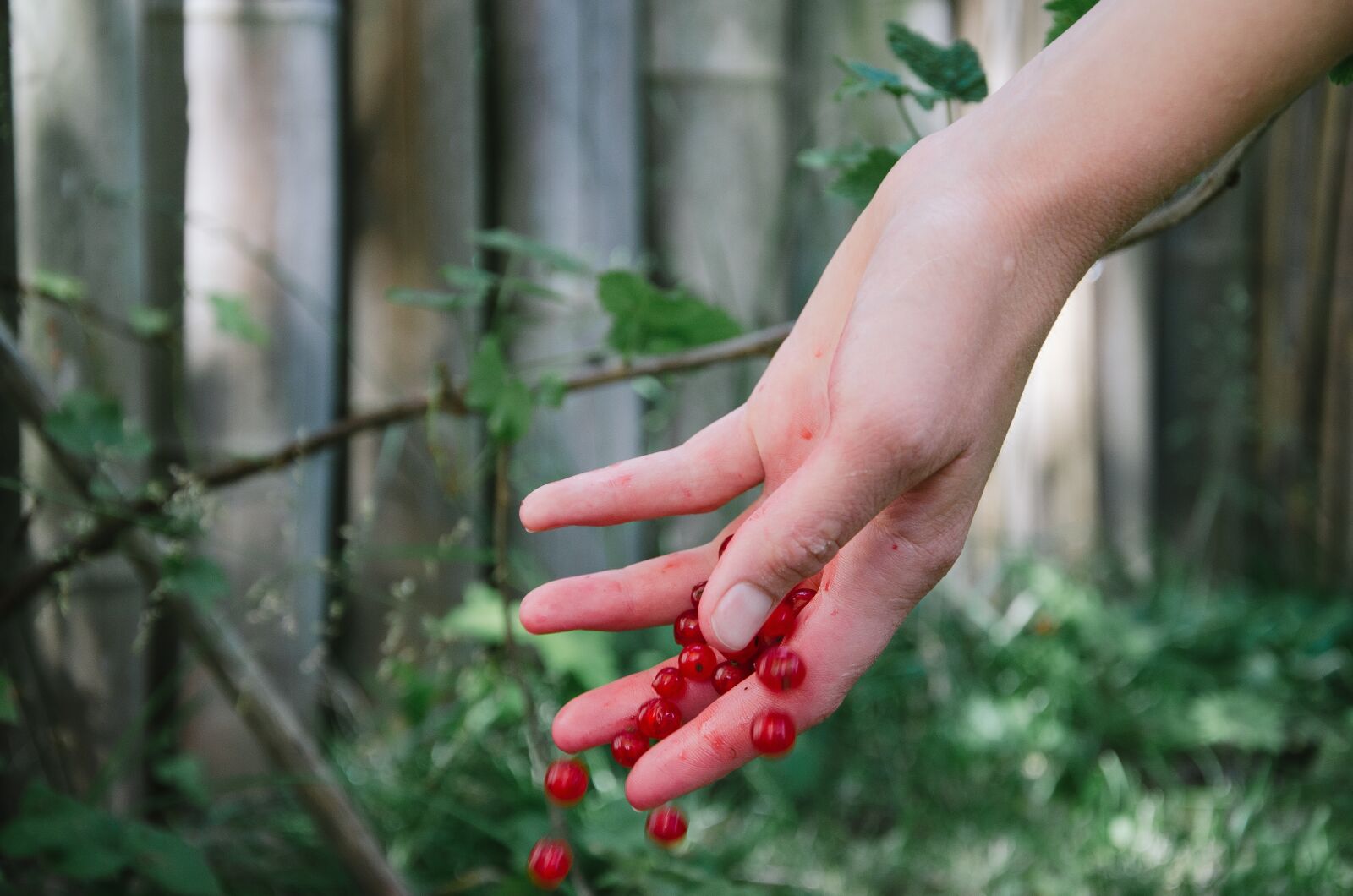 Nikon D5100 sample photo. Hands, berries, garden photography