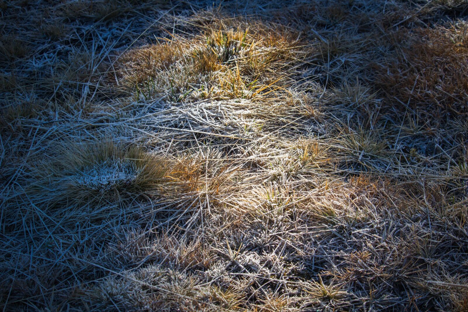 Canon EOS 100D (EOS Rebel SL1 / EOS Kiss X7) + Canon EF-S 55-250mm F4-5.6 IS STM sample photo. Frozen grass, ice, froze photography