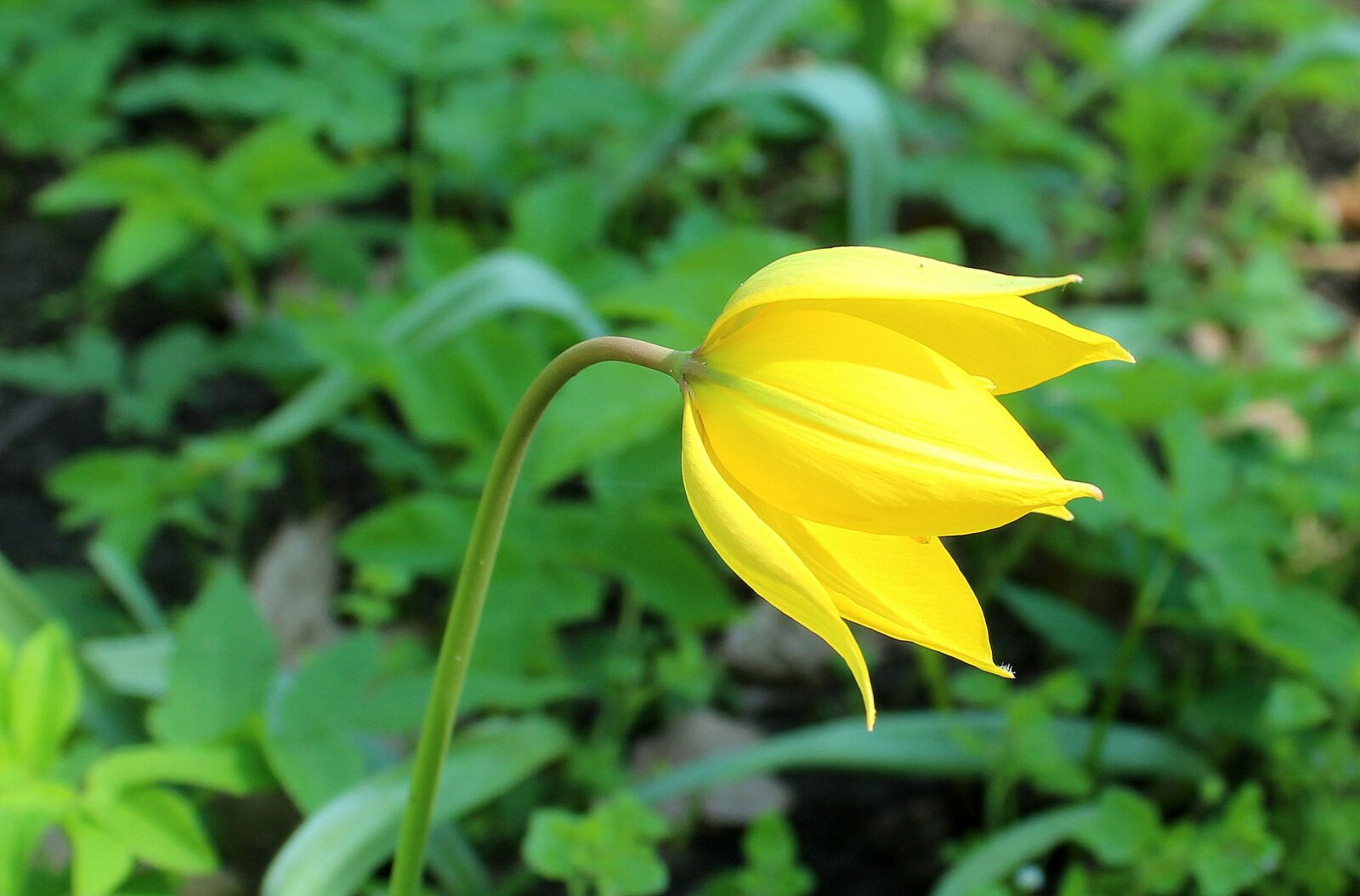 Canon EOS 1200D (EOS Rebel T5 / EOS Kiss X70 / EOS Hi) sample photo. Tulip, spring, yellow photography
