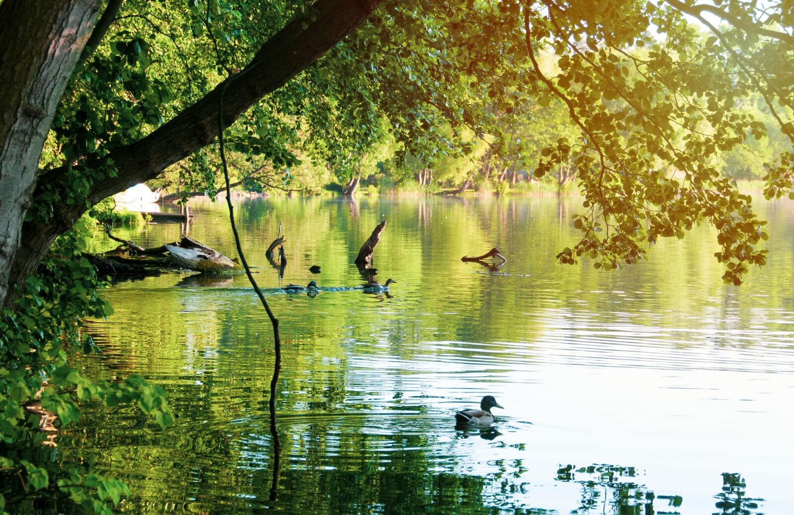 Nikon D90 sample photo. Lake, water, landscape photography