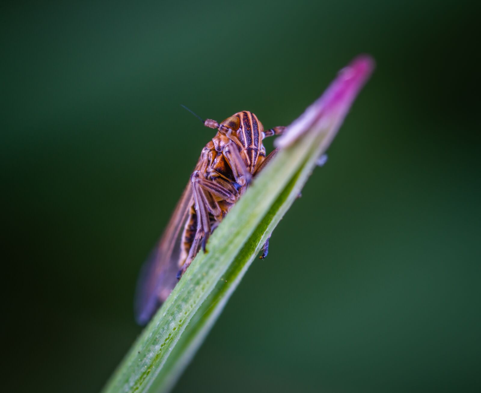 #124 65/2.8 sample photo. Macro, insect, for ordinary photography