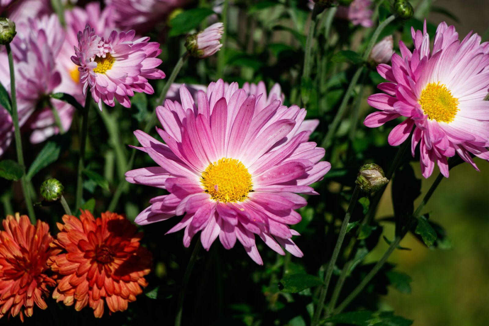 Canon EF-S 18-135mm F3.5-5.6 IS USM sample photo. Chrysanthemum, flower, flower garden photography