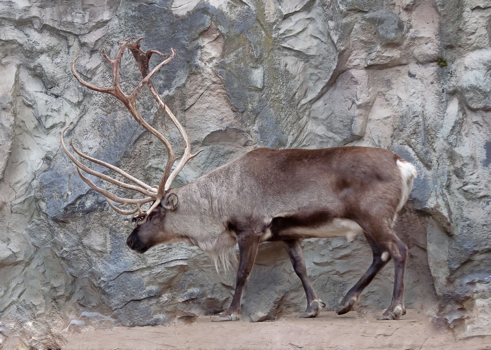 Canon EOS 50D sample photo. Reindeer, antler, hirsch photography