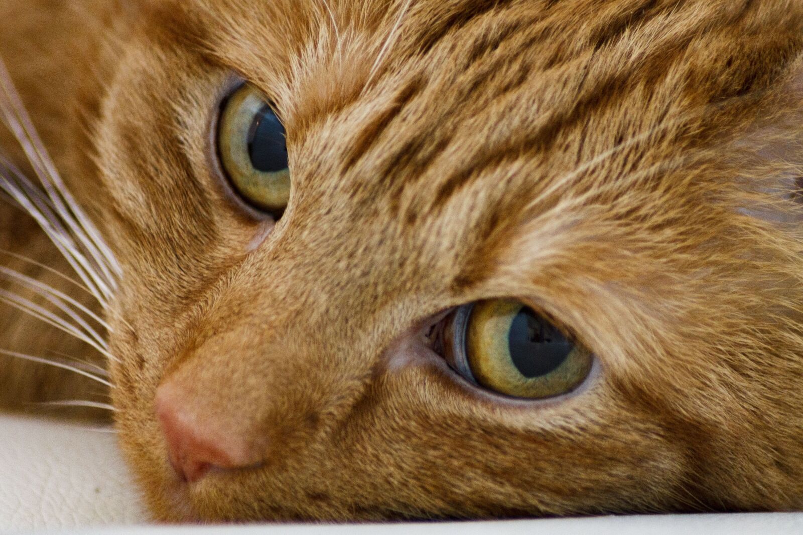 Canon EOS 1100D (EOS Rebel T3 / EOS Kiss X50) sample photo. Cat, eyes, pet photography