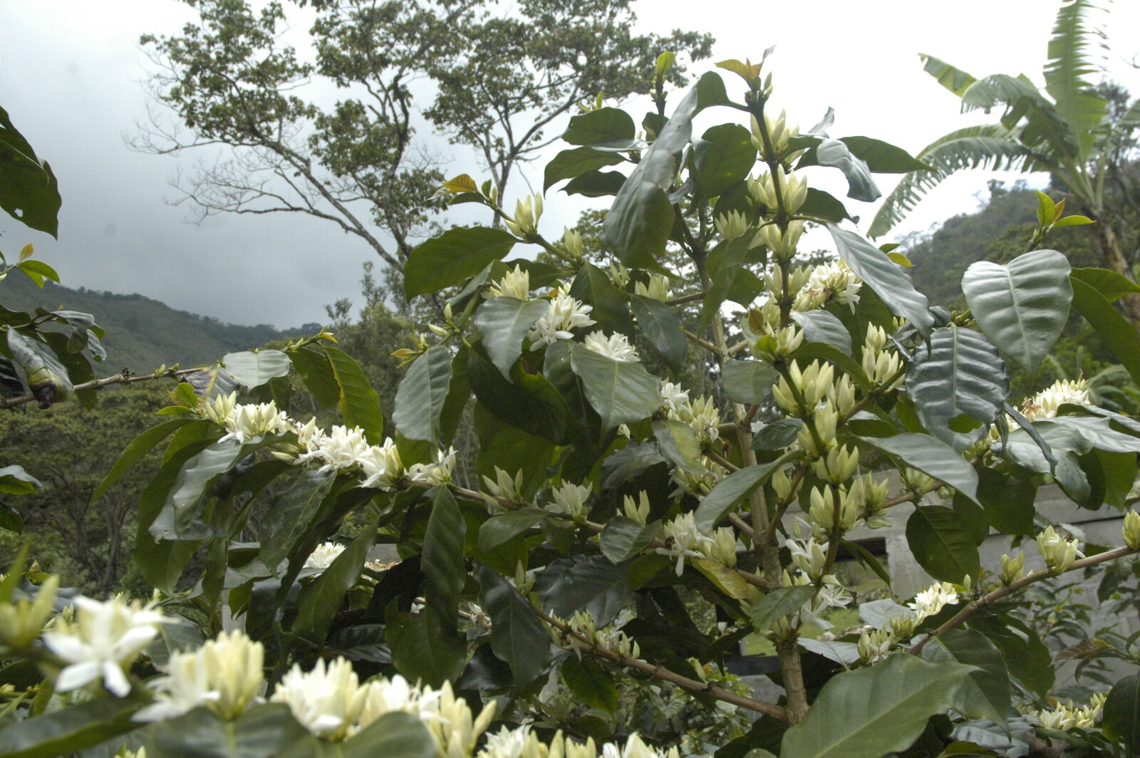 Nikon D70 sample photo. Coffee, coffee, tree, flowers photography