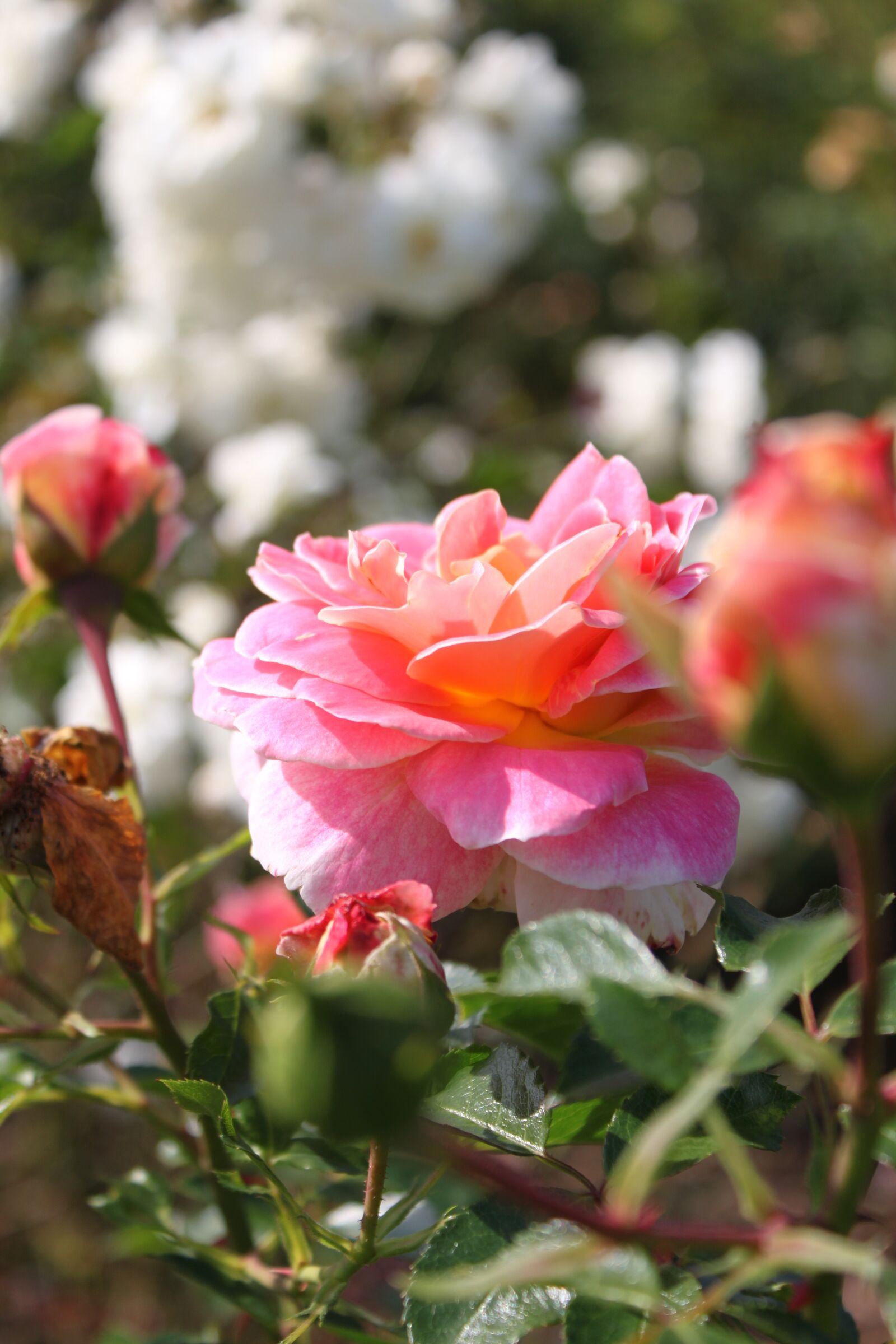 Canon EOS 500D (EOS Rebel T1i / EOS Kiss X3) sample photo. Garden, rose, flower photography