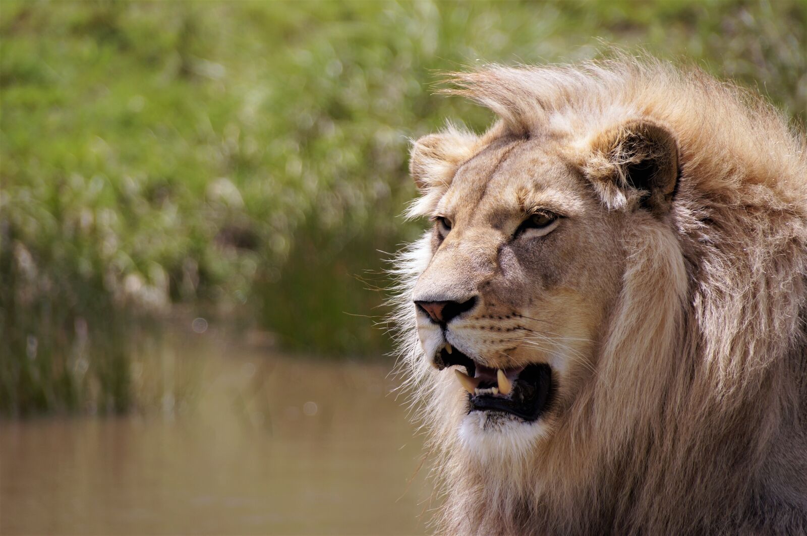 Sony SLT-A57 sample photo. Lion, south africa, wildlife photography