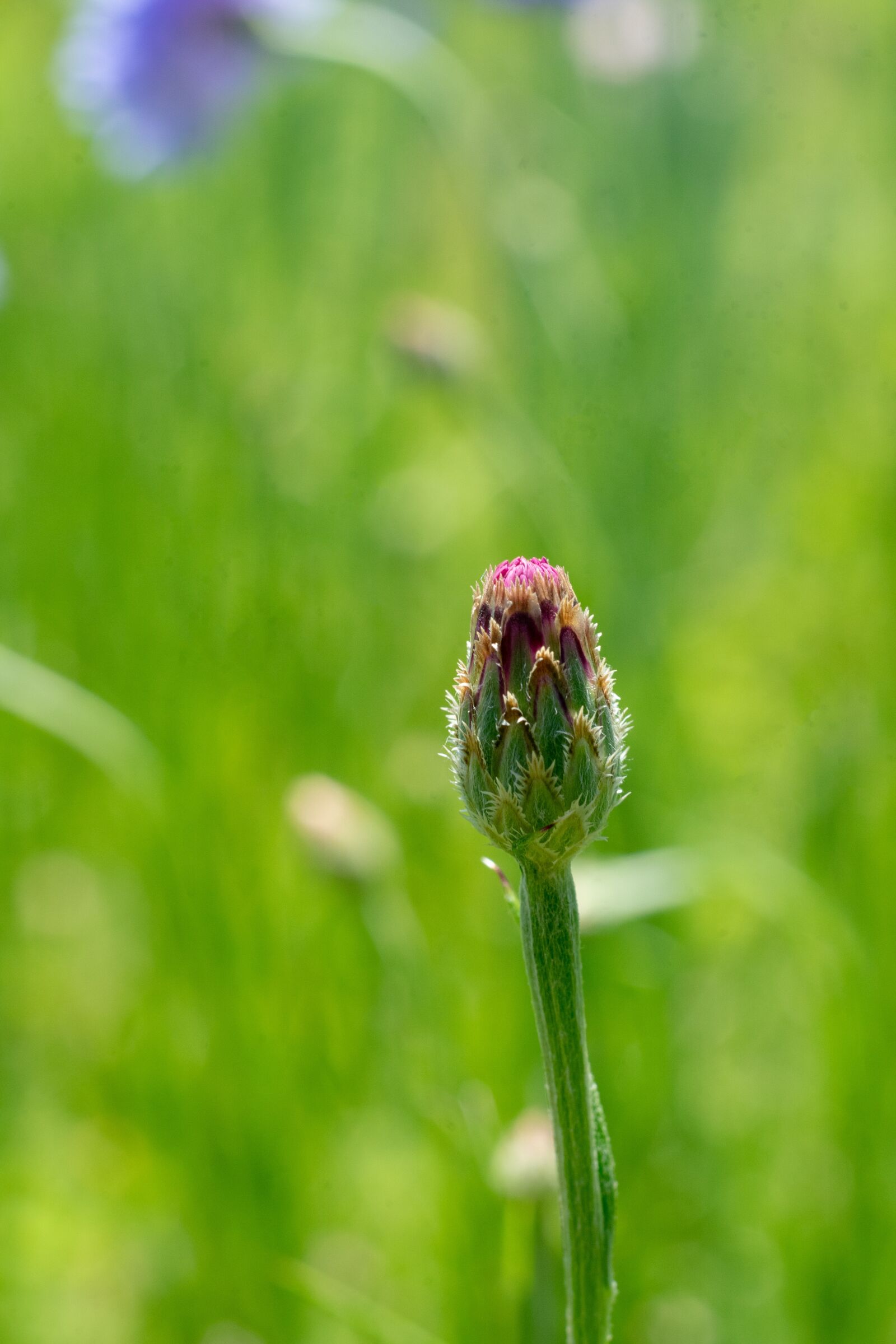 Sony a7 II + Sony FE 50mm F1.8 sample photo. Bud, pink, bloom photography