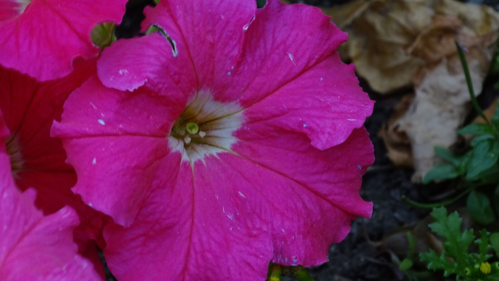 Sony Cyber-shot DSC-HX400V sample photo. Petunia, pink, flowers photography