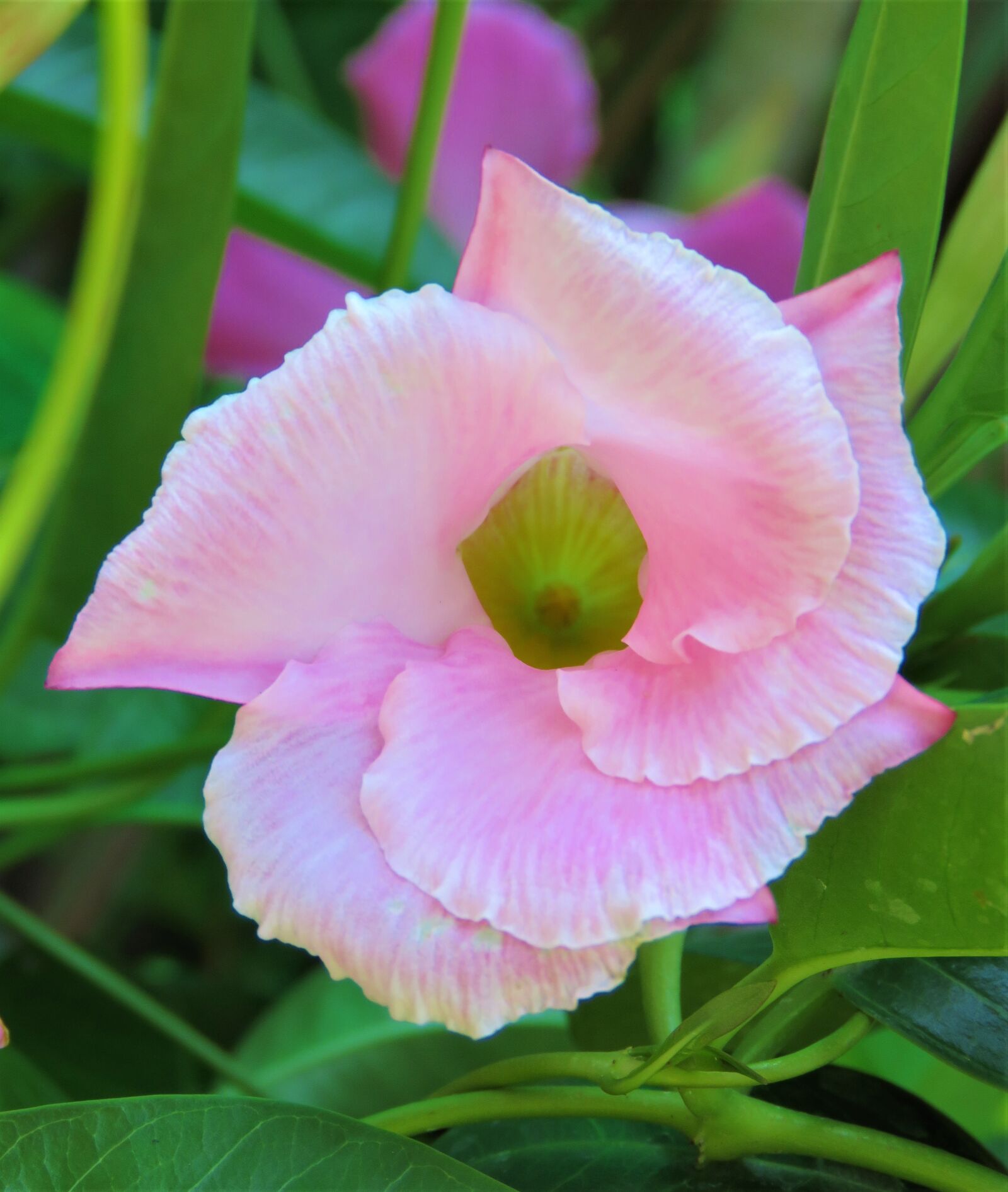 Canon PowerShot SX60 HS sample photo. Flower, flora, pink photography