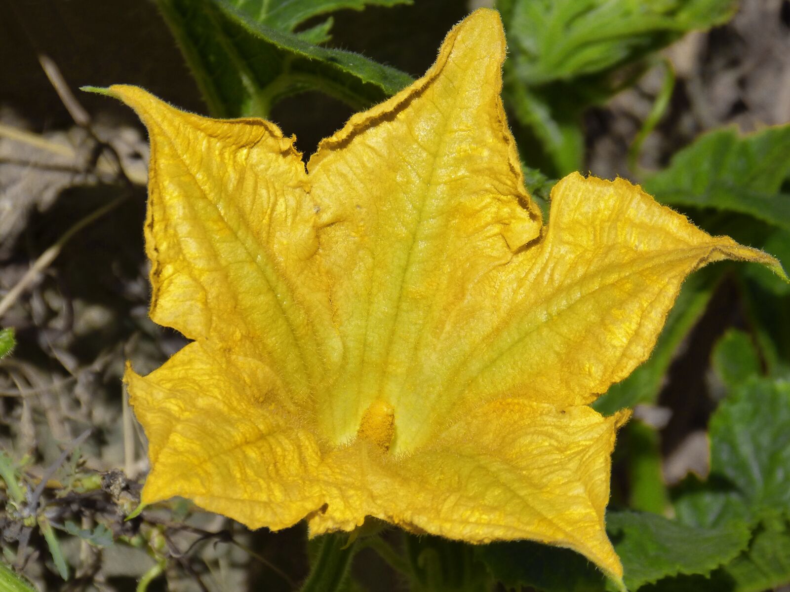 Panasonic DMC-FZ62 sample photo. Flower, calabacera, squash blossom photography
