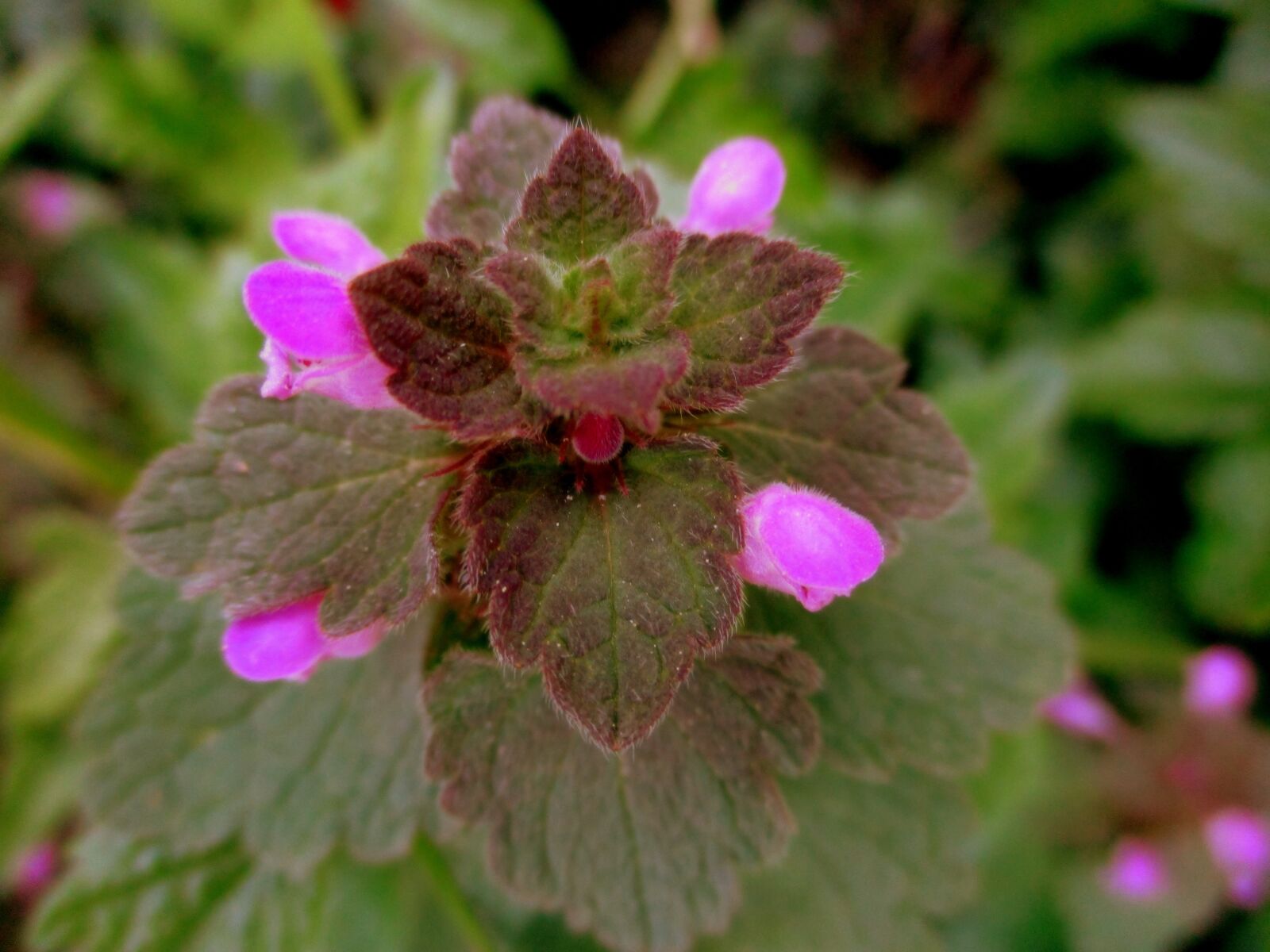 Canon IXUS 185 sample photo. Flowers, pink, green photography