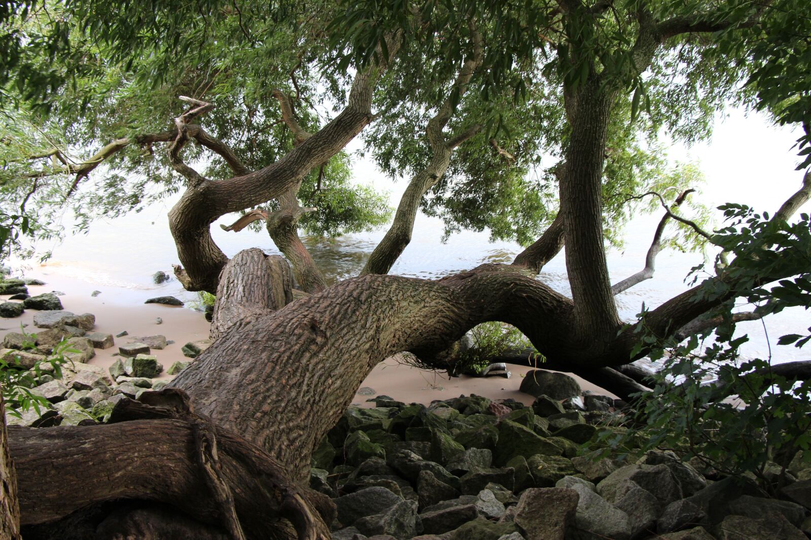 Canon EOS 650D (EOS Rebel T4i / EOS Kiss X6i) sample photo. Tree, lake, river photography