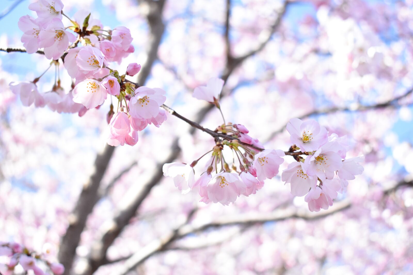 Nikon D3400 sample photo. Cherry blossom, pink, light photography