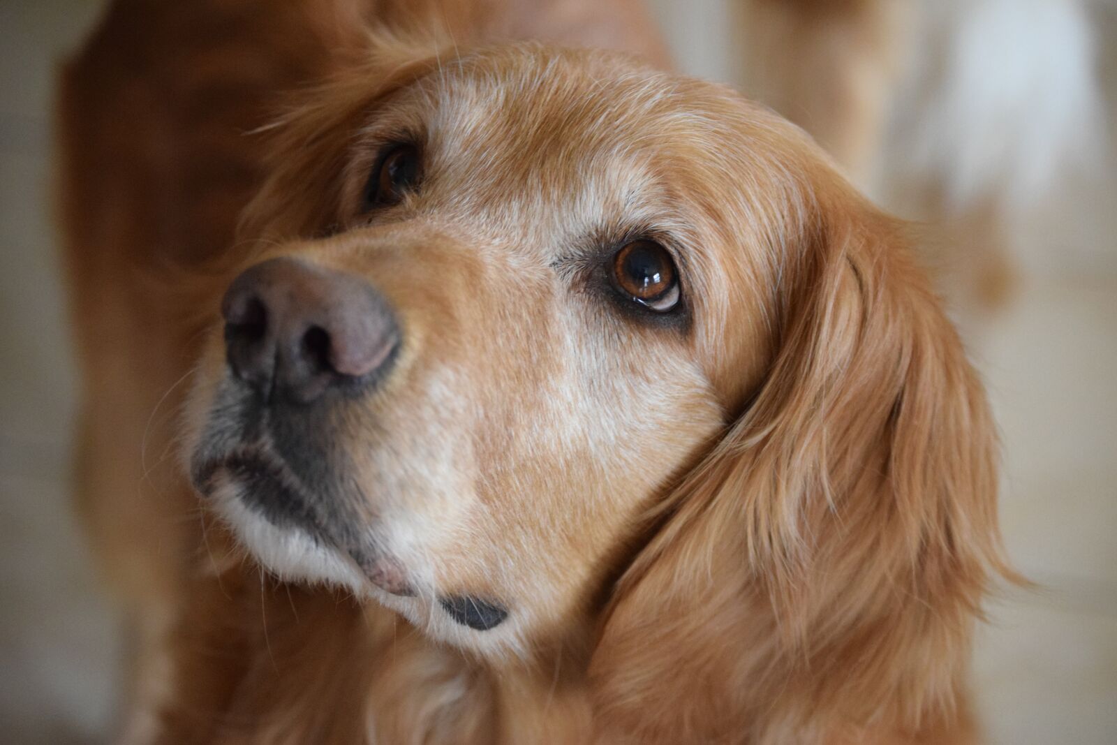 Nikon D5300 sample photo. Golden retriever, hope, face photography