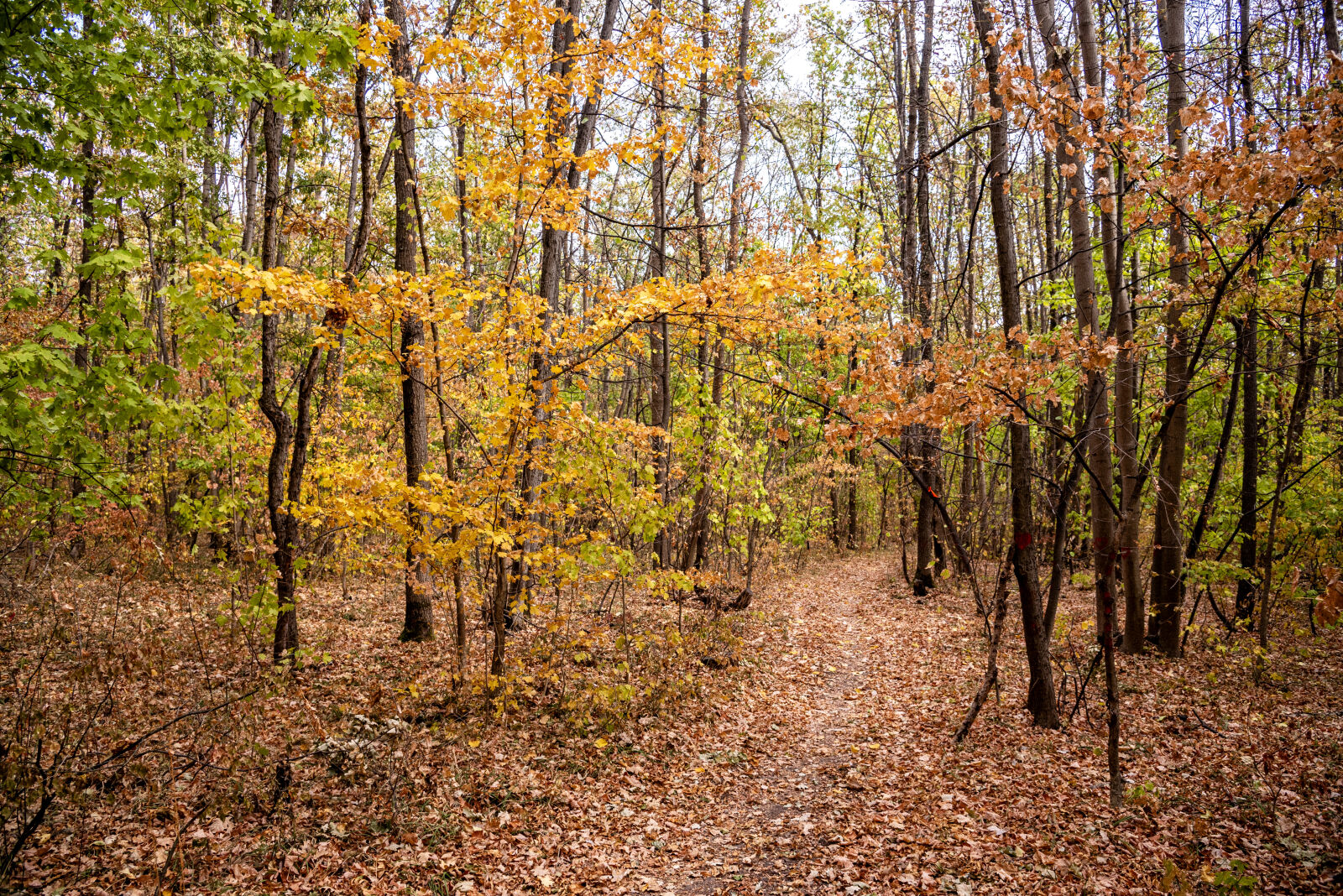 Nikon D750 sample photo