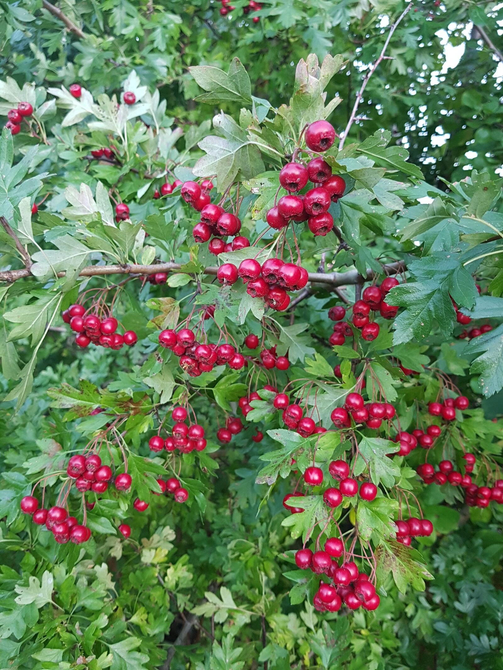 Samsung Galaxy S7 sample photo. Autumn, berry, bush photography