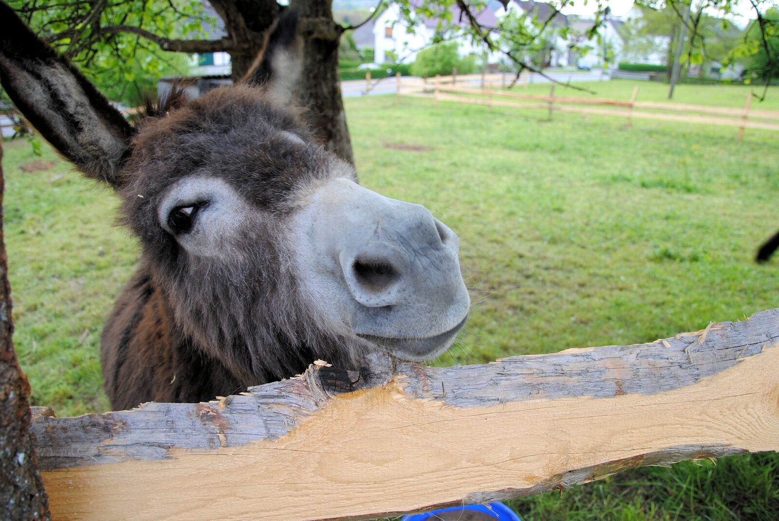 Nikon D3000 sample photo. Donkey, nature, animal photography