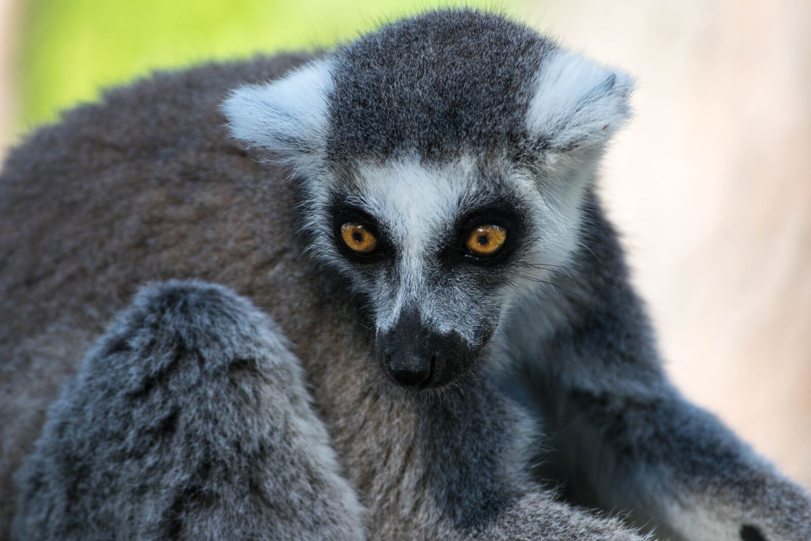 Nikon D3300 sample photo. Lemur, zoo, animal photography
