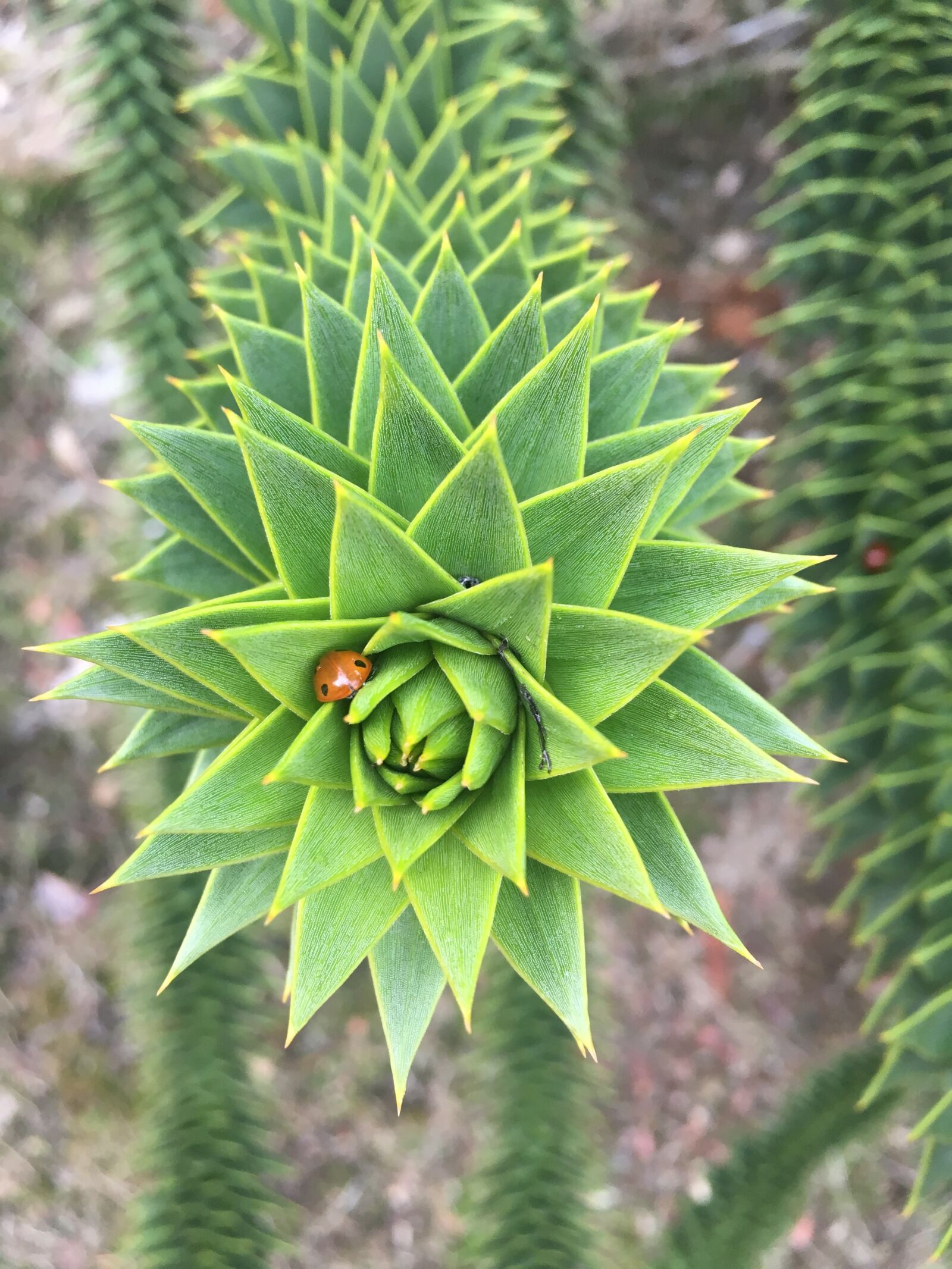 Apple iPhone 6s sample photo. Nature, plant, green photography
