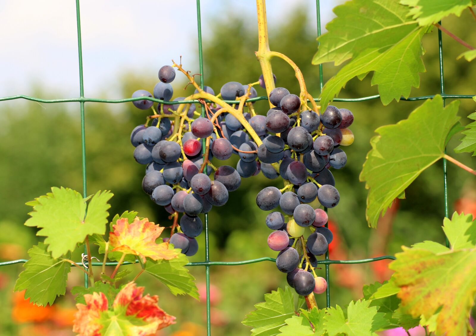 Canon EOS 1200D (EOS Rebel T5 / EOS Kiss X70 / EOS Hi) sample photo. Grapes, fruit, summer photography