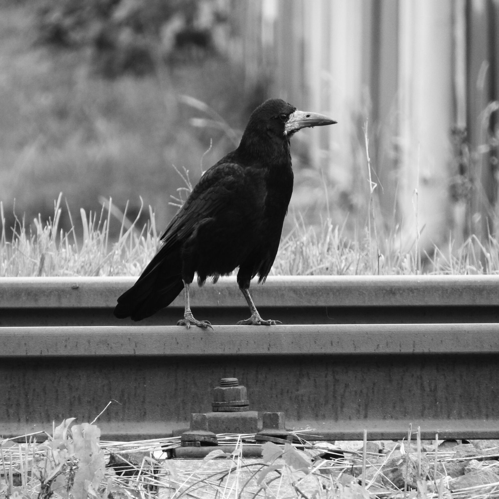 Nikon Coolpix P610 sample photo. Raven, track, bird on photography