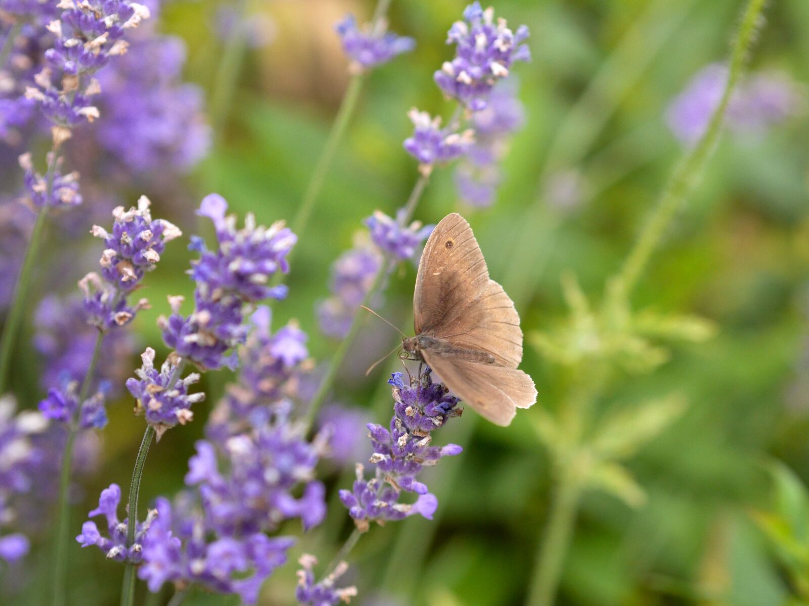 Panasonic Lumix DMC-GH3 sample photo. Butterfly, lavender, close up photography