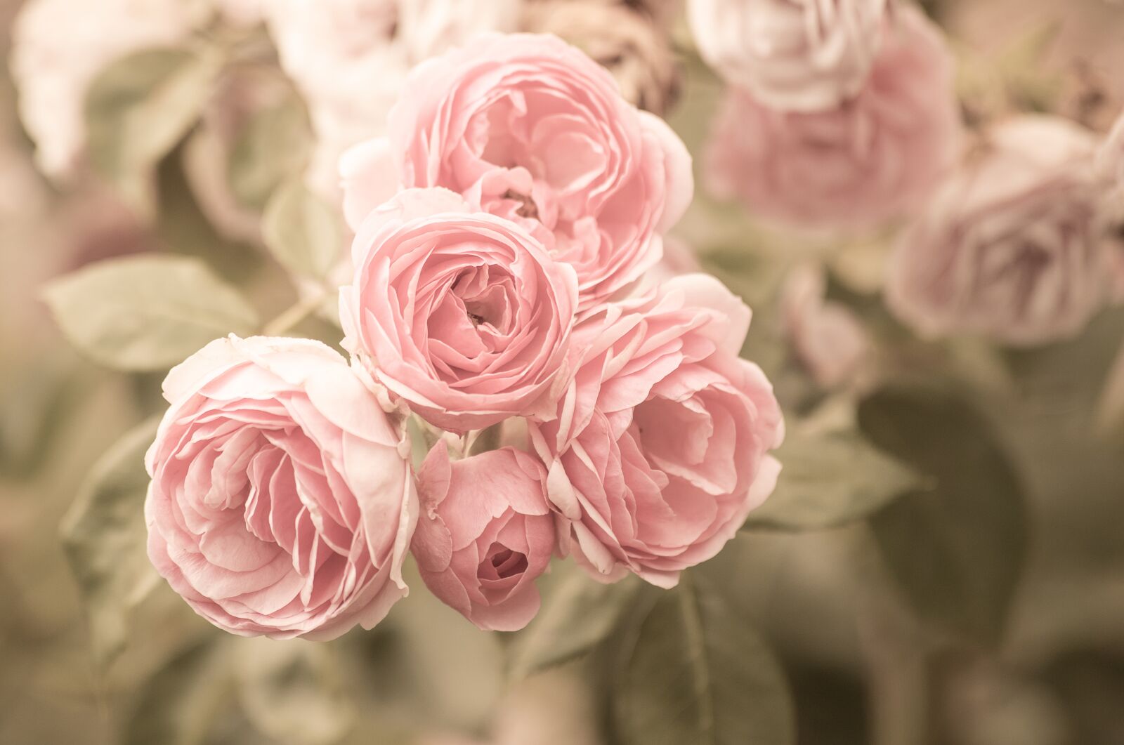 Canon EF 70-300mm F4-5.6 IS USM sample photo. Roses, flowers, plant photography