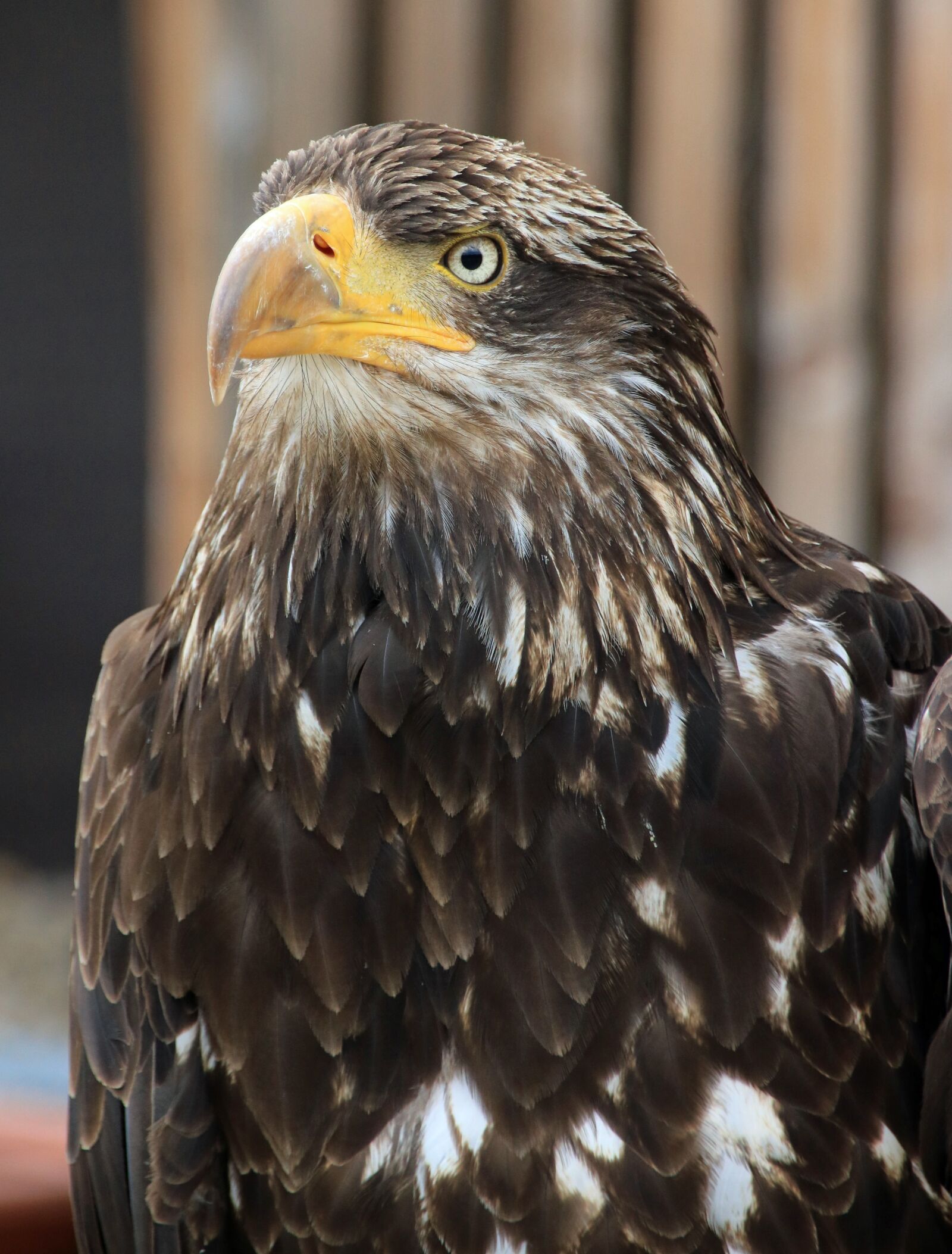 Canon EOS 760D (EOS Rebel T6s / EOS 8000D) sample photo. Adler, birds, raptor photography