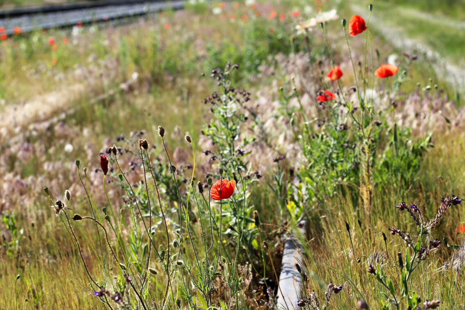 Canon EOS 6D + Canon EF 100mm F2.8 Macro USM sample photo. Red poppy near abandoned photography