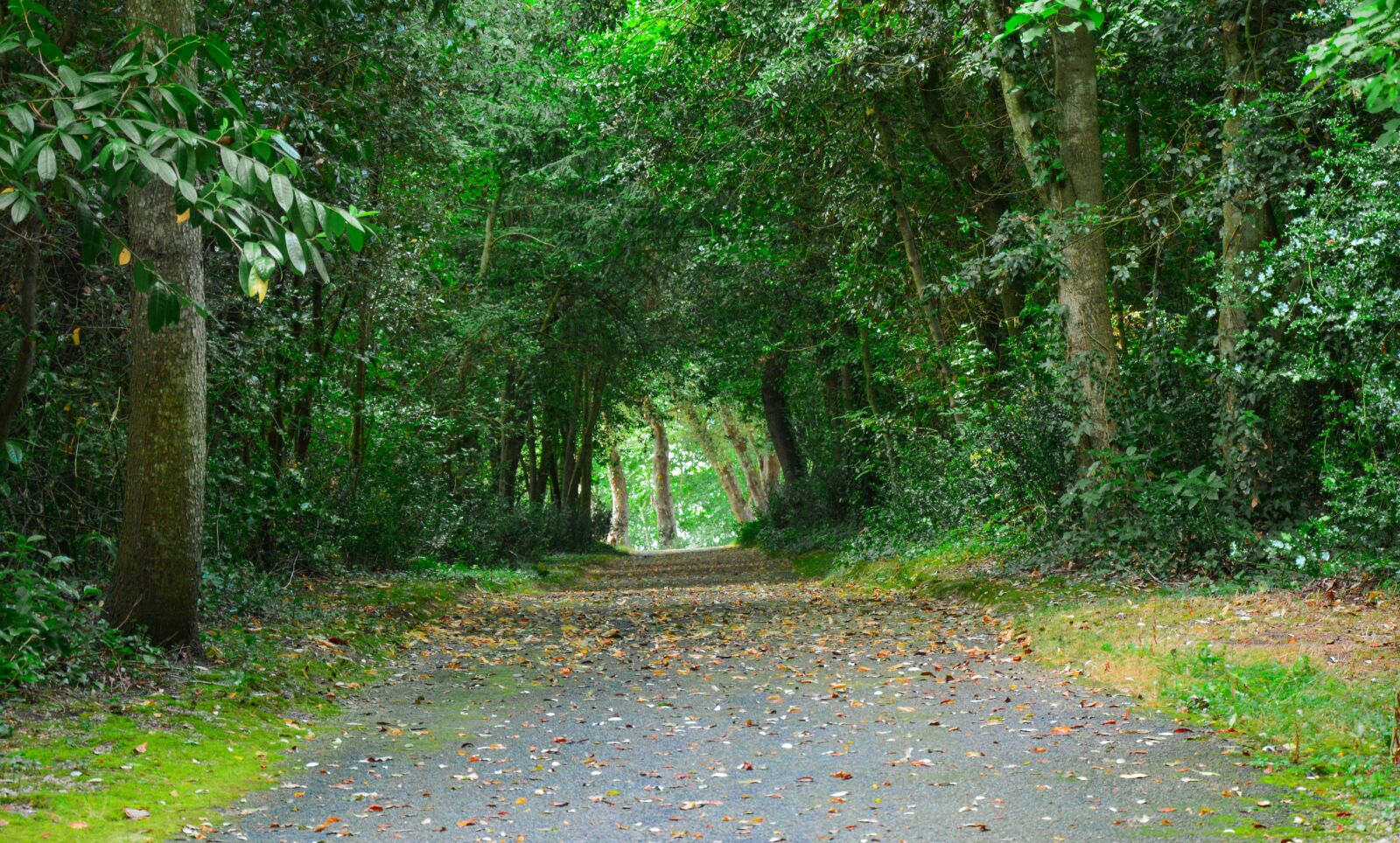 Nikon D3200 sample photo. Path, forest, road photography